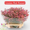 LIM SIN BLUSH DIA - Hulstflowers