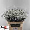 statice Harmony75 - Jongflora