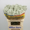 Gypso Mill Stars 40 Malima Ecuador BOX -...