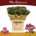 Alstroemeria Bubblicious 60 gr. - Miss...