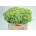 SEDUM SPECTABILE - Baars Bloemen BV
