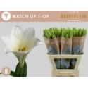 LI longi fleurs WATCH UP - Bredefleur