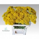 Achillea parker - G.L.Verschoor