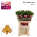 ALSTR AURORA - Together2Grow