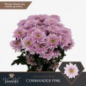 deco Commander Pink - VannoVa Master Growers