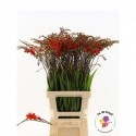 Crocosmia Lucifer 80 - Fa de Graaf