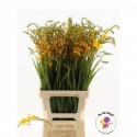 Crocosmia Hot Spot 80 - Fa de Graaf