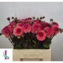 Dahlia Daisy Duke - Mts. van der Linden & Zn