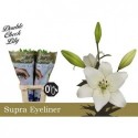 lys EYELINER - Double Check Lily