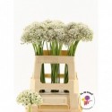 Allium Nigrum 60 - Fa de Graaf