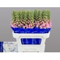 antibes pink - Hkw. R. Beentjes