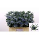 chardon Orion Questar - Marginpar / Claremont