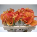 Zantedeschia Captain Brunello 50 - Gebr...
