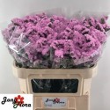 statice Fantasia70 - Jongflora