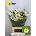 Cosmos wit 70 - v.Zon Bloemen&Siergrassen