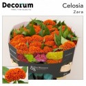 Celosia Act Zara - Bos Bloemen
