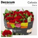 Celosia Act Dara - Bos Bloemen