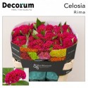 Celosia Act Rima - Bos Bloemen