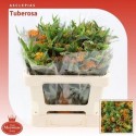 Asclepias Tuberosa - Steef Meewisse Kenia