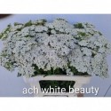 ACHILLEA blanc beaty - VOF van Winsen