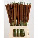 TYPHA LATIFOLIA - Goedegebuure Naturals