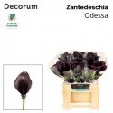 calla noir - Future Flowers