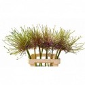 ALLIUM schuberti 70 - Fa C. & G. Prins