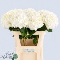 hortensia M blanc VERENA - Schockman...