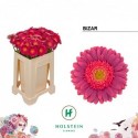 germini Bizar emmer x80 - Holstein Flowers