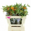 asclepsia Tuberosa - K vd Spijk Produktie