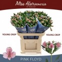 Alstroemeria Pink Floyd 55gr - Miss...
