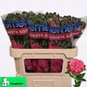 ALSTR FASH SOFIENA 75CM - A. Vreugdenhil BV