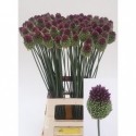 Allium sphaerocephalon - Klein Flowers BV