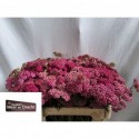 achillea Paars - Kwekerij Meer en drecht