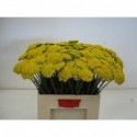 Achillea filipendulina 'Parker's Variety'...