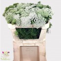 AMMI VIS Casablanca blanc - Hulstflowers
