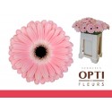 gerbera DULCIE - Schouten Opti-Fleurs BV