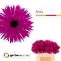 gerbera spider Nola - Gerbera United