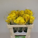 calla Monte Carlo rge 50cm - van Schie...