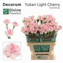 œillet gros YUKARI CHERRY - Divine Flowers