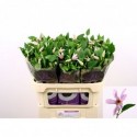 Clematis Amazing Miami - Marginpar / BM