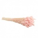 Dried Lagurus per bunch 50g/70cm Yellow -...