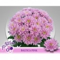 deco Baltica Pink 95 gram - River Flowers