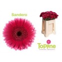 germini SANDERO - .