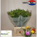 freesia varié - .