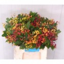 Viburnum Opulus compactum - Dam.Plant