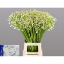 agapanthe blanc grace - Hkw. R. Beentjes