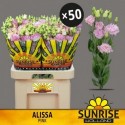 lysianthus G Alissa Pink x50 - Sunrise...