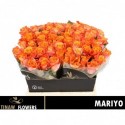R GR MARIYO! - Tinaw Flower