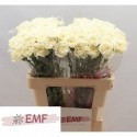 œillet gros blanc LIBERTY - EMF